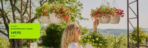 Hageland-katalog i Fauske | Sommerblomster i ampler | 2025-05-14T00:00:00.000Z - 2025-05-28T00:00:00.000Z