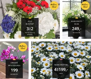 Floriss-katalog i Evje | Medlems- tilbud! | 2025-05-19T00:00:00.000Z - 2025-05-25T00:00:00.000Z
