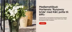 Plantasjen-katalog i Kristiansund | Medlemstilbud: Hortensia 'Runaway bride' med K&C potte til 699,- | 2025-05-19T00:00:00.000Z - 2025-06-09T00:00:00.000Z