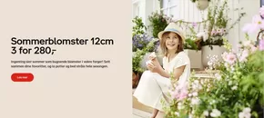 Plantasjen-katalog i Lier | Sommerblomster 12cm 3 for 280,- | 2025-05-19T00:00:00.000Z - 2025-09-30T00:00:00.000Z