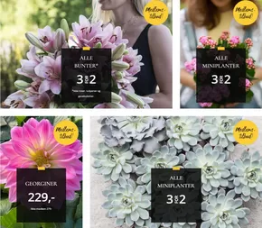 Floriss-katalog i Namsos | Medlems- tilbud! | 2025-05-28T00:00:00.000Z - 2025-06-01T00:00:00.000Z