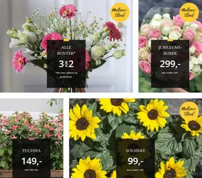 Floriss-katalog i Sarpsborg | Medlems- tilbud! | 2025-06-09T00:00:00.000Z - 2025-06-15T00:00:00.000Z