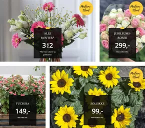 Floriss-katalog i Årnes | Medlems- tilbud! | 2025-06-16T00:00:00.000Z - 2025-06-22T00:00:00.000Z