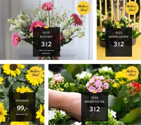 Floriss-katalog i Trondheim | Medlems- tilbud! | 2025-06-30T00:00:00.000Z - 2025-07-06T00:00:00.000Z